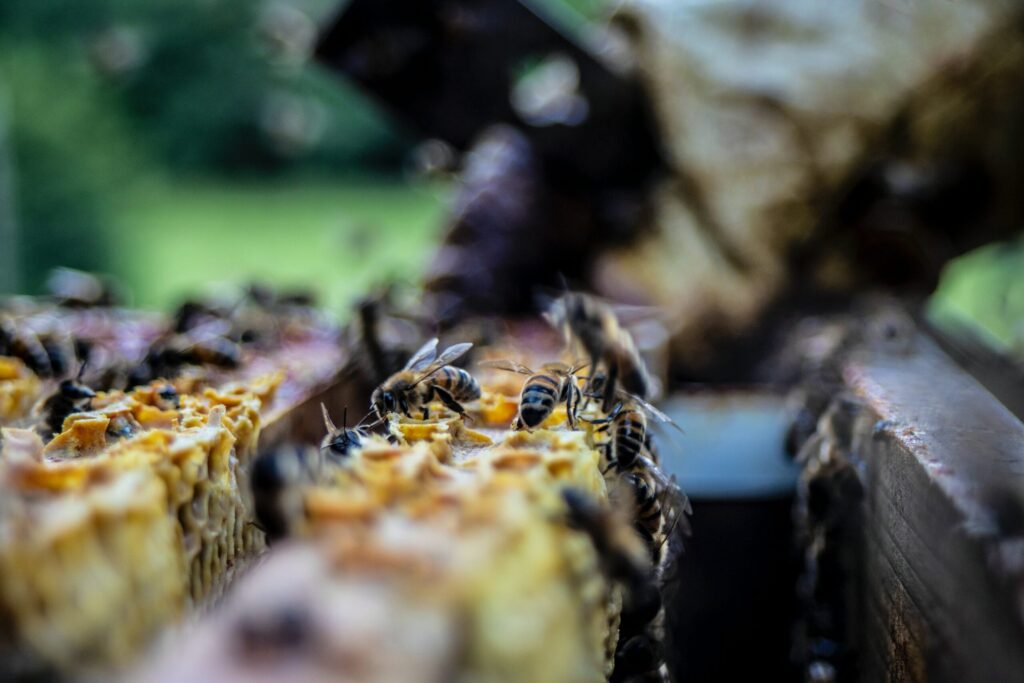 Bees hive